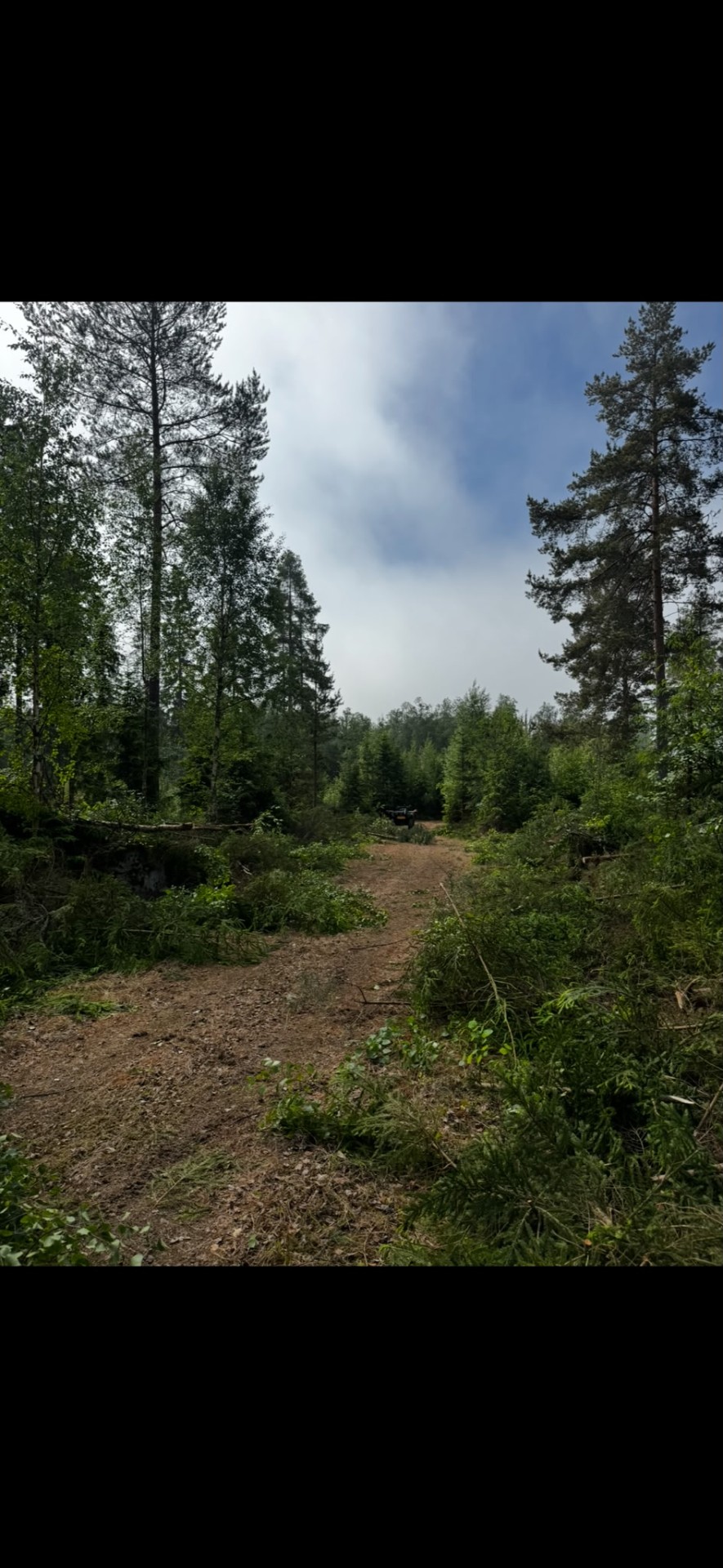 Skogsröjning